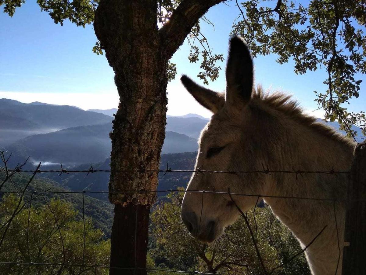 Casa El Chaparral Songbird Mountain Lägenhet Benadalid Exteriör bild